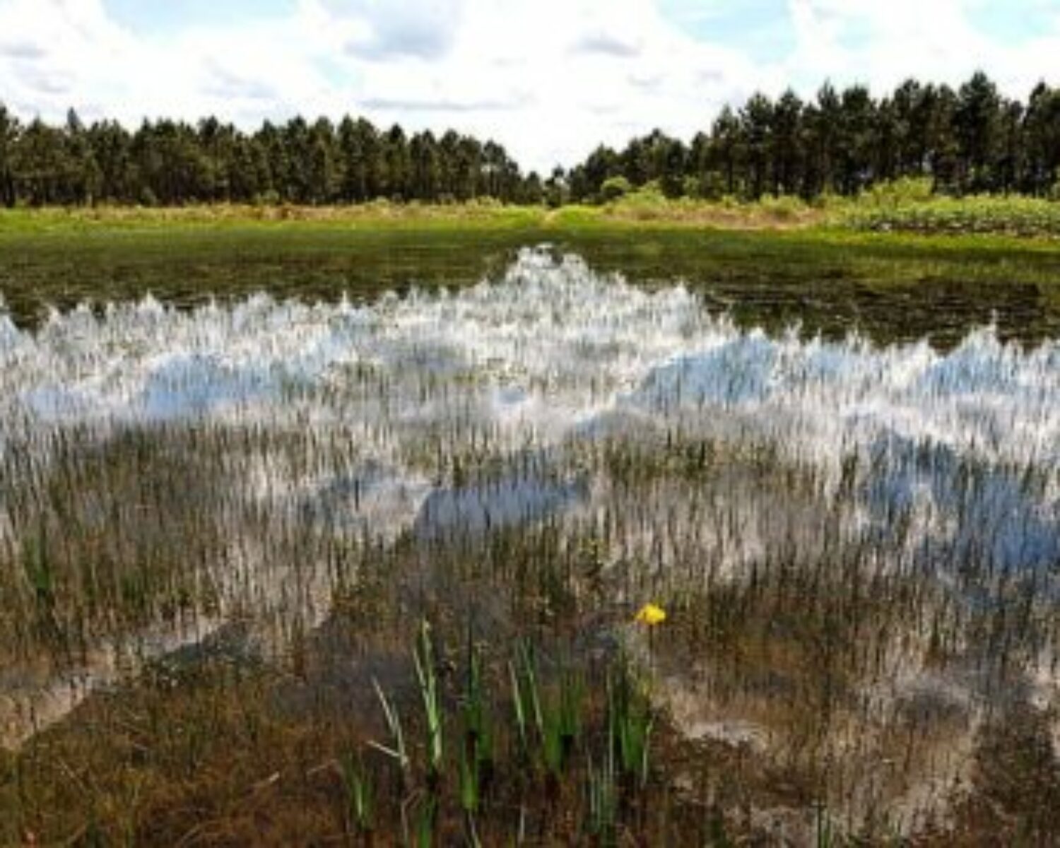 Inventaire des zones humides de la CUB/Bordeaux Métropole par Solenvie