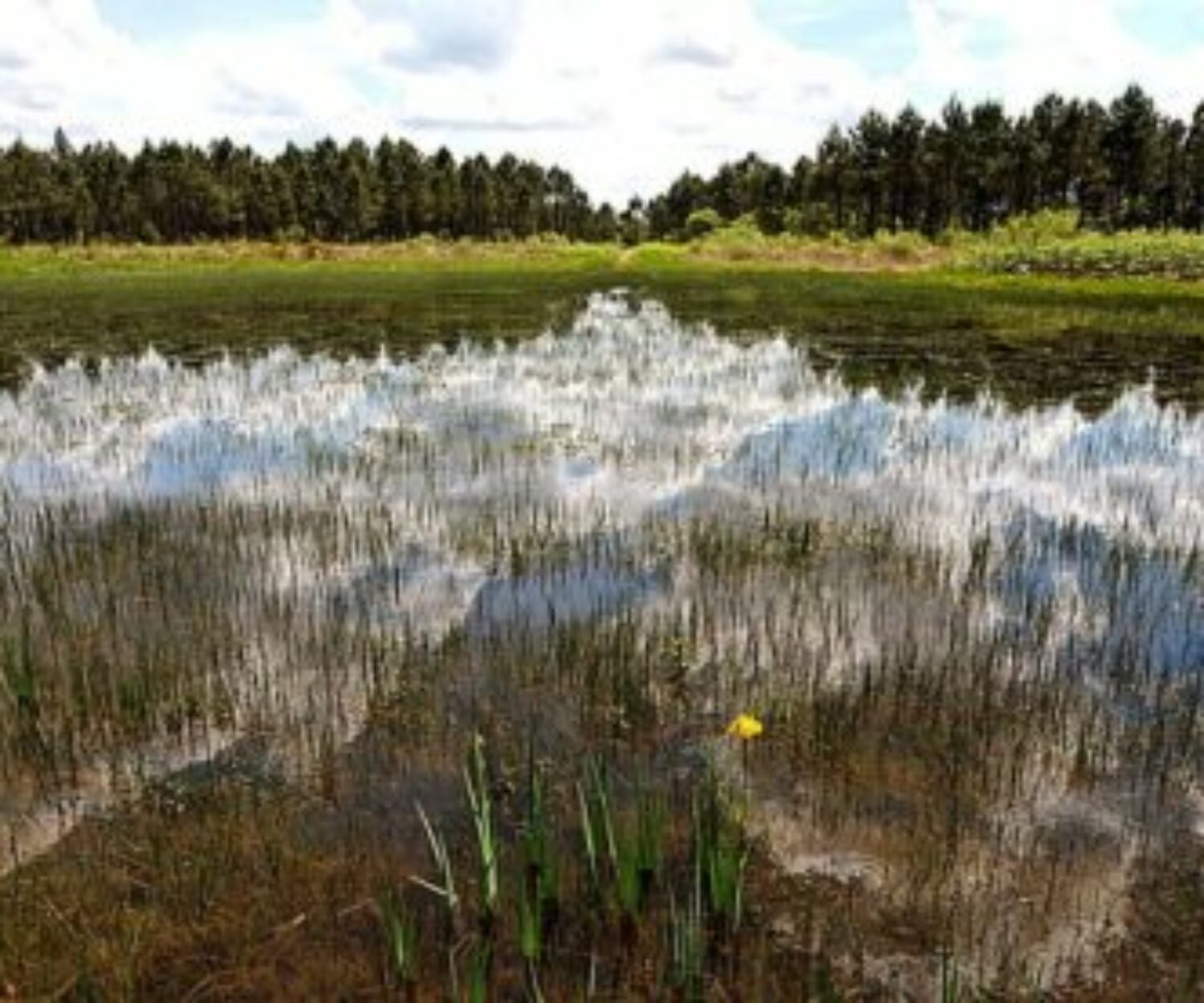 Inventaire des zones humides de la CUB/Bordeaux Métropole par Solenvie