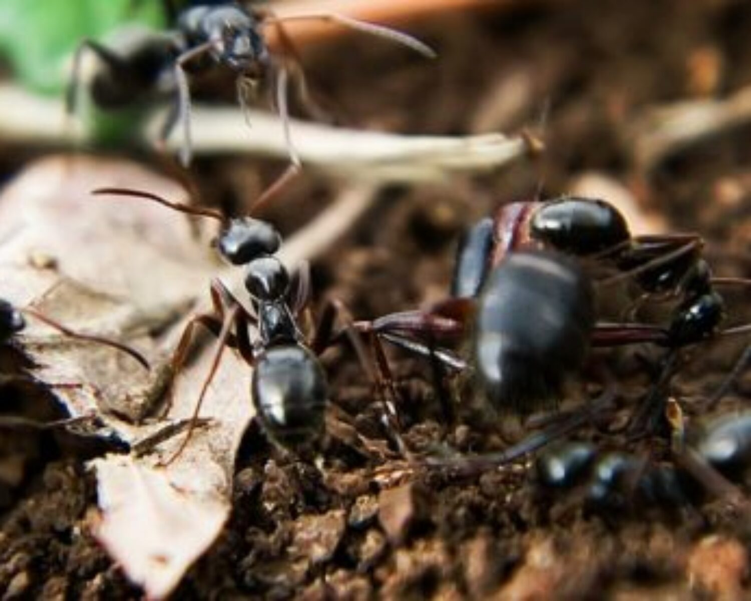 Cours sur la biodiversité des sols par Solenvie à Bordeaux Sciences Agro