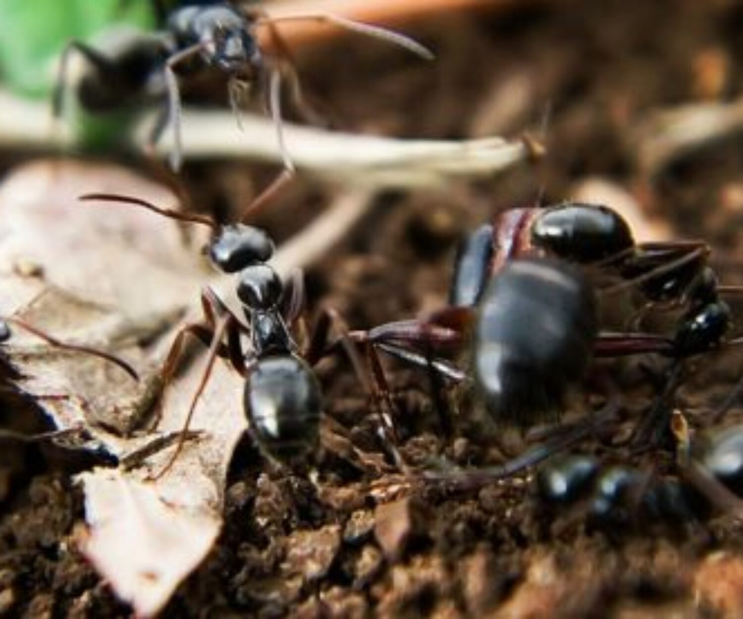 Cours sur la biodiversité des sols par Solenvie à Bordeaux Sciences Agro