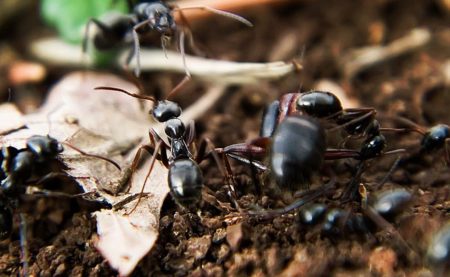 Cours sur la « Biodiversité dans les sols – Importance et menaces »
