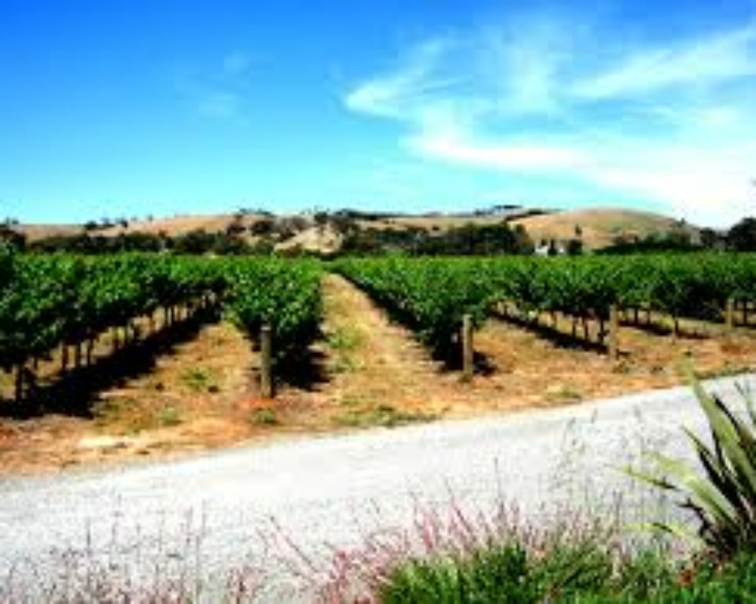 Conseils en défense pour la viticulture et les recours juridiques par Solenvie