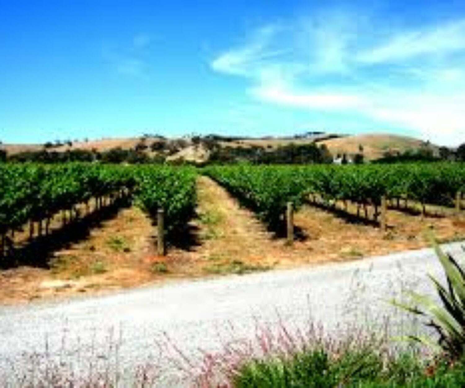 Conseils en défense pour la viticulture et les recours juridiques par Solenvie