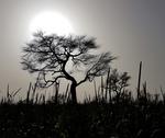 L’agriculture a enfin                                                sa place dans les                                                négociations de la COP 24                                                sur le climat @ C.                                                Dangléant, Cirad